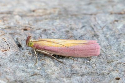 2983 Käringtandsmott - Oncocera semirubella