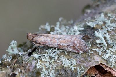 2985 Björkskogsmott - Laodamia faecella