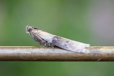 2989 Östligt molnmott - Sciota fumella
