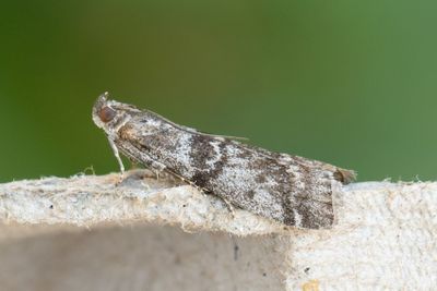 2991 Aspmolnmott - Sciota hostilis
