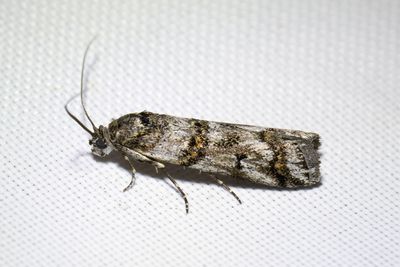 2998 Alvarmolnmott - Khorassania compositella