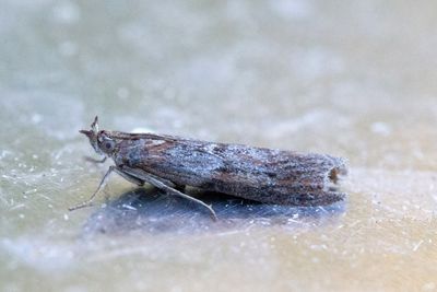 3004 Kastanjebrunt glansmott - Selagia spadicella