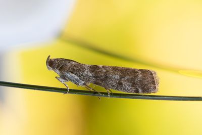 3023 Björkbladsmott - Ortholepis betulae