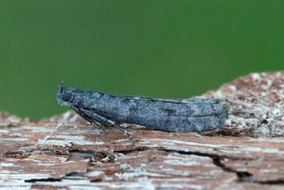 3027 Svartbrunt ljungmott - Pyla fusca