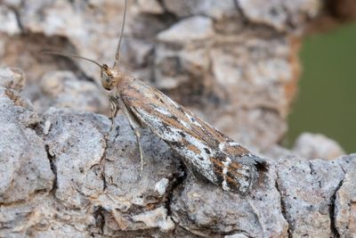 3034 Brokigt timjansmott - Pempeliella ornatella