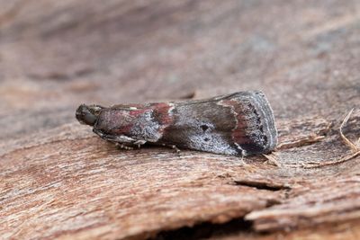 3047 Snedbandat slånmott - Acrobasis suavella