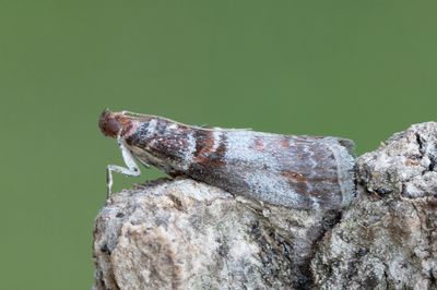 3048 Rönnbladsmott - Acrobasis advenella