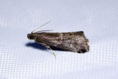 3049 Marmorerat slånmott - Acrobasis marmorea