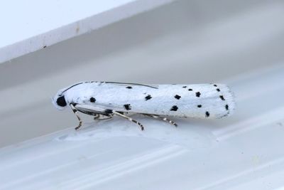 3059 Märgmott - Myelois circumvoluta