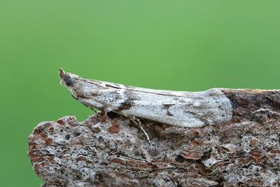 3065 Krusbärsmott - Zophodia grossulariella
