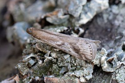 3076 Malörtsmott - Euzophera cinerosella