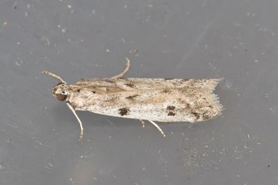 3091 Storpunktsgkorgmott - Phycitodes binaevella