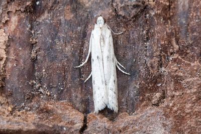 3092 Vitt korgmott - Phycitodes lacteella