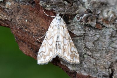 3120 Näckrosmott - Elophila nymphaeata