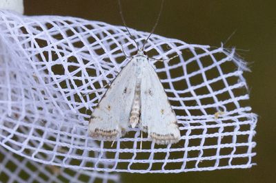 3125 Andmatsmott - Cataclysta lemnata