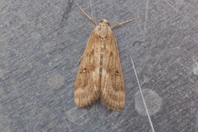 3127 Vattenaloemott - Parapoynx stratiotata