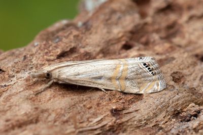 3134 Immigrantgräsmott - Euchromius ocellea