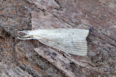3141 Kaveldunsmott - Calamotropha paludella