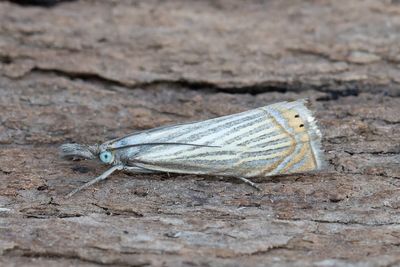 3144 Trädgårdsgräsmott - Chrysoteuchia culmella