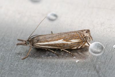 3156 Fältgräsmott - Crambus lathoniellus