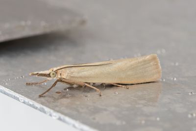 3160 Silvergräsmott - Crambus perlellus