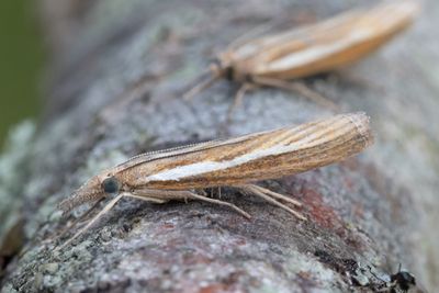 3163 Dystergräsmott - Agriphila tristella