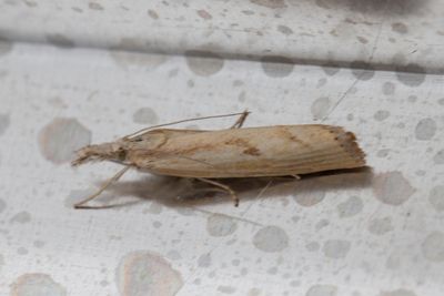3164 Grässkottsmott - Agriphila inquinatella