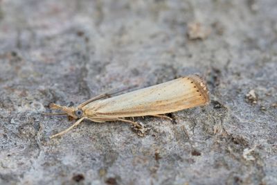 3168 Halmgult gräsmott - Agriphila straminella