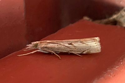 3172 Knägräsmott - Agriphila geniculea