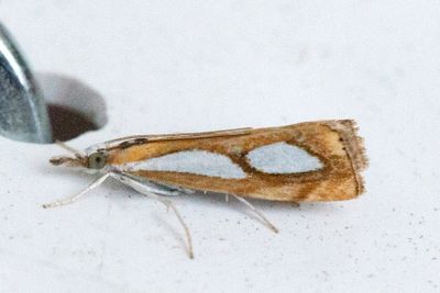 3179 Silverfläckat gräsmott - Catoptria pinella
