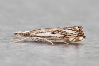 3185 Hällmarksgräsmott - Catoptria falsella