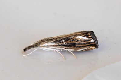 3186 Lövskogsgräsmott - Catoptria verella
