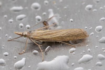 3187 Catoptria lythargyrella - Glänsande sandgräsmott - Sjötorps ängar 20220820_MG_7513.jpg
