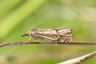 3189 Bågbandsgräsmott - Thisanotia chrysonuchella
