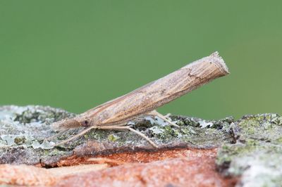 3194 Gräsmattemott - Pediasia contaminella