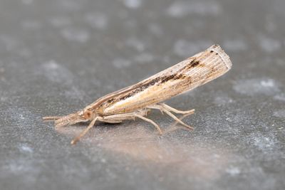 3195 Saltängsgräsmott - Pediasia aridella