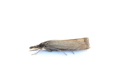 3198 Dvärggräsmott - Platytes cerusella