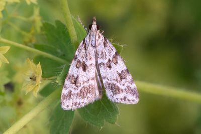 3202 Skarptecknat ugglemott - Scoparia pyralella