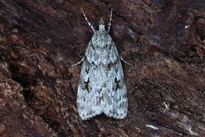 3206 Askgrått ugglemott - Scoparia ancipitella