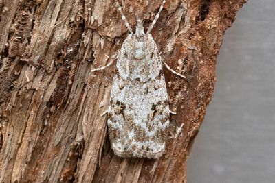 3208 Föränderligt ugglemott - Scoparia ambigualis
