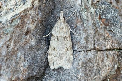 3209 Hästhovsugglemott - Scoparia subfusca