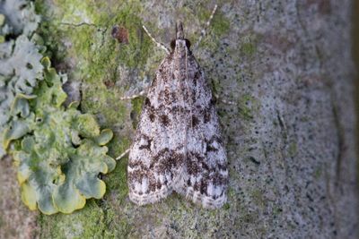 3215 Hagtornsugglemott - Eudonia lacustrata