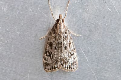 3225 Stamugglemott - Eudonia truncicolella
