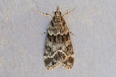 3226 Molnugglemott - Eudonia mercurella