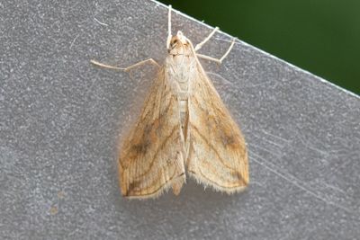 3237 Kålmott - Evergestis forficalis