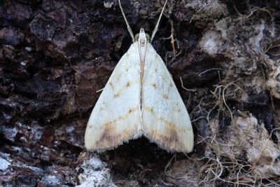 3238 Molnbrämat senapsmott - Evergestis extimalis