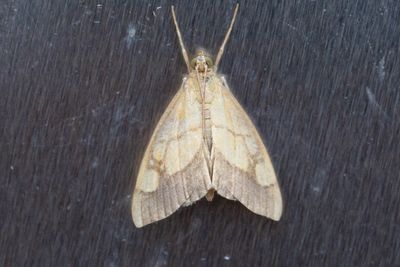 3239 Löktravsmott - Evergestis limbata