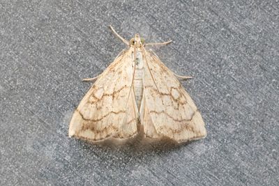 3240 Sommargyllensmott - Evergestis pallidata