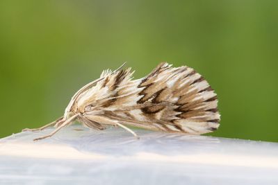 3251 Tandmott - Cynaeda dentalis