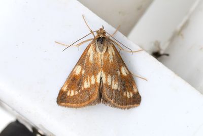 3252 Oxtungegallmott - Cynaeda pustulalis
